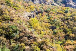 overwoekerd kleurrijk hellingen van kloof in herfst foto