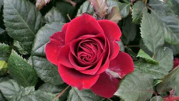 een rood roos is getoond in een tuin foto
