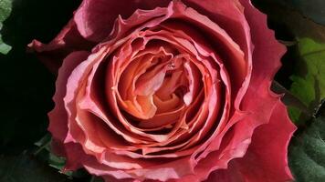 een dichtbij omhoog van een groot rood roos foto