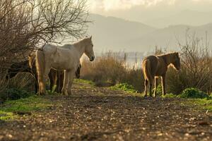 groep van paarden in vrijheid Bij zonsondergang, jong en volwassenen in kudde, mallorca, balearen eilanden, spanje, foto