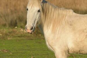 portret van wit paard op zoek Bij camera, foto