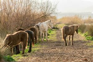kudde van paarden begrazing Aan de banken van de rivier- foto