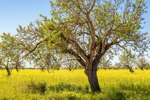 horizontaal schot van een amandel boom in een weide vol van geel bloemen tegen een wolkenloos blauw lucht in Mallorca, Balearen eilanden, spanje foto