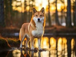 hond en haar reflectie in een kalmte vijver ai generatief foto