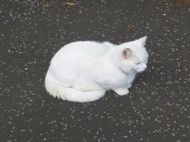 witte kat op de stoep