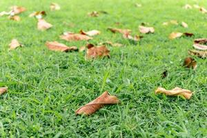 droge bladeren op groen gras in het park foto