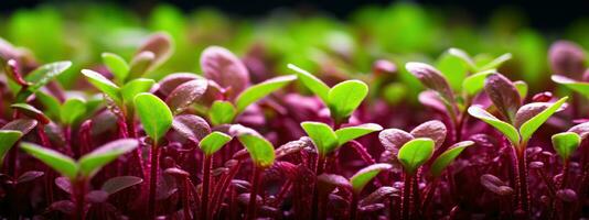 micro groen superfood dichtbij omhoog amarant. foto