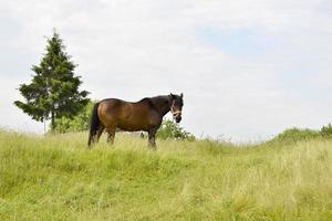 mooie wilde bruine paardenhengst op zomerbloemenweide foto