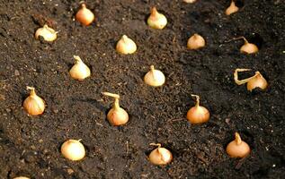 detailopname ui sets voor aanplant in vers donker bodem. vroeg voorjaar voorbereidende werkzaamheden voor tuin seizoen. de werkwijze van zaaien ui zaden in Open grond. hoe naar toenemen uien. ui bollen. selectief focus. foto