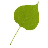 groen blad geïsoleerd op een witte achtergrond