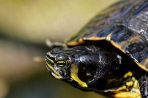 klein geschilderd schildpad foto