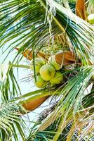 fruit groeit van de palm bomen foto