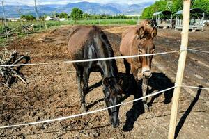 paarden in de stal foto