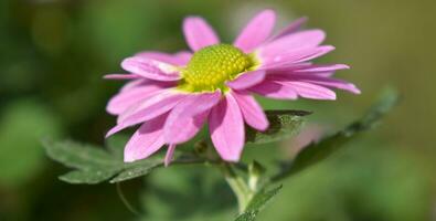 chrysant morifolium bloem foto