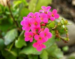 bloeiend roze bloemen foto