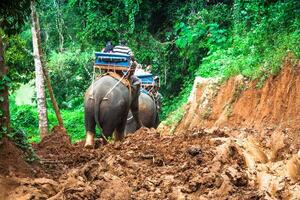 olifant trekking door oerwoud in noordelijk Thailand foto