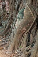 hoofd van het standbeeld van Boedha in de boomwortels in wat mahathat, ayutthaya, thailand. foto