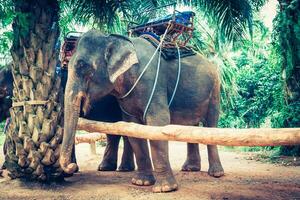 olifanten in Thailand foto
