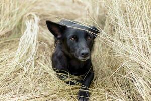 mooi zwart puppy hond zittend Aan de hooi in de vallen foto
