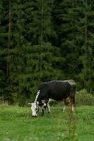 zwart en wit koe begrazing Aan weide in bergen. foto