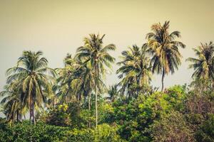 reis vakantie achtergrond - tropisch eiland met resorts - phi-phi eiland, provincie krabi, thailand. foto