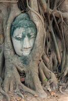 hoofd van het standbeeld van Boedha in de boomwortels in wat mahathat, ayutthaya, thailand. foto