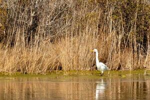 Super goed zilverreiger staand hoog Bij de rand van de water. de wit lichaam staand uit van de bruin gras in de omgeving van. de vogel lichaam reflecterend in de kalmte water van de vijver. zijn lang nek uit voor voedsel. foto