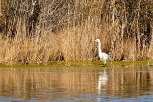 Super goed zilverreiger staand hoog Bij de rand van de water. de wit lichaam staand uit van de bruin gras in de omgeving van. de vogel lichaam reflecterend in de kalmte water van de vijver. zijn lang nek uit voor voedsel. foto