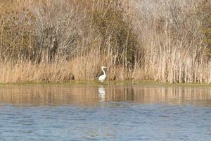 Super goed zilverreiger staand hoog Bij de rand van de water. de wit lichaam staand uit van de bruin gras in de omgeving van. de vogel lichaam reflecterend in de kalmte water van de vijver. zijn lang nek uit voor voedsel. foto