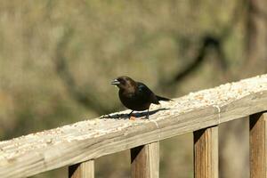 deze schattig weinig koevogel was zittend Aan de traliewerk van de dek omringd door vogelzaad. deze is een mannetje vogel ten gevolge naar de donkerder zwart gevederte. de weinig bruin hoofd voegt toe naar de verschillend tonen. foto