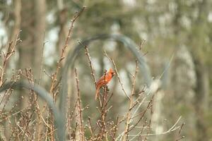 deze mooi mannetje kardinaal is neergestreken in de perzik boom voor veiligheid. deze helder rood vogel is proberen naar mengsel in. naar worden gecamoufleerd in de takken. de ledematen zijn zonder bladeren ten gevolge naar de vallen seizoen. foto