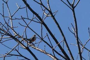 mooi Robin neergestreken in de boom. zijn zwart veren mengen in met de kaal takken. zijn weinig oranje buik staat uit. de ledematen van de boom Doen niet hebben bladeren ten gevolge naar de winter seizoen. foto