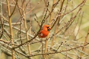 deze mooi mannetje kardinaal is neergestreken in de perzik boom voor veiligheid. deze helder rood vogel is proberen naar mengsel in. naar worden gecamoufleerd in de takken. de ledematen zijn zonder bladeren ten gevolge naar de vallen seizoen. foto