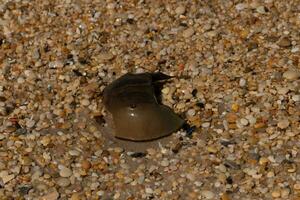 deze stuk van hoefijzer krab schelp is zittend Aan de kaap mei strand met glimmend glad steentjes allemaal in de omgeving van. foto