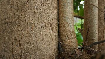 structuur van groot boom romp foto