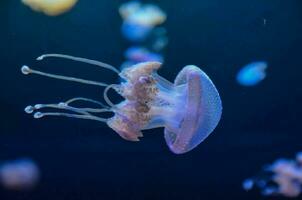 een kwal zwemmen in een aquarium foto