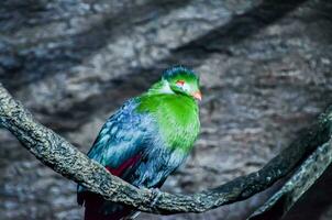 een groen vogel met een rood en blauw hoofd foto