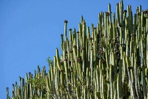 een cactus boom met veel lang stengels foto