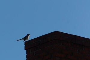 deze is een beeld van een spotlijster zittend Aan de schoorsteen van een huis. de silhouet kijken van deze vogel zittend trots, resting Aan de rood steen structuur. de blauw lucht in de achtergrond voegt toe naar deze. foto