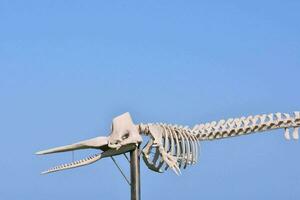 een skelet van een vis is Aan Scherm in voorkant van een blauw lucht foto