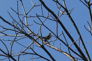 mooi Robin neergestreken in de boom. zijn zwart veren mengen in met de kaal takken. zijn weinig oranje buik staat uit. de ledematen van de boom Doen niet hebben bladeren ten gevolge naar de winter seizoen. foto