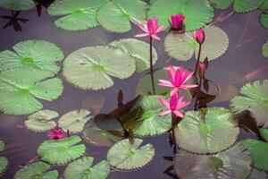 de lotus bloem. foto