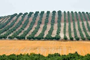 een olijf- bosje in de midden- van een veld- foto