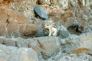 een klein dier staand Aan een rotsachtig heuvel foto
