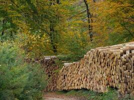 de Teutoburger Woud in Duitsland foto