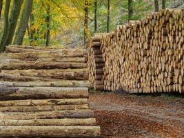 de Teutoburger Woud in Duitsland foto