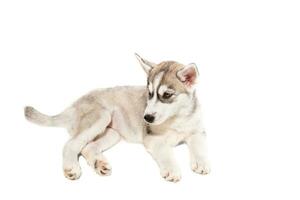 puppy Siberisch schor zwart en wit met blauw ogen Aan wit achtergrond foto