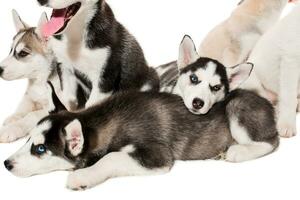 groep van gelukkig Siberisch schor puppy's Aan wit foto