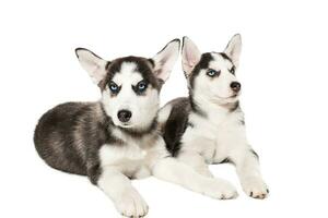 twee weinig schattig puppy van Siberisch schor hond met blauw ogen geïsoleerd foto