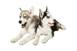 twee weinig schattig puppy van Siberisch schor hond met blauw ogen geïsoleerd foto